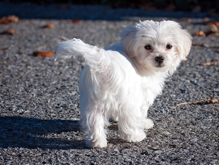 Maltese dog