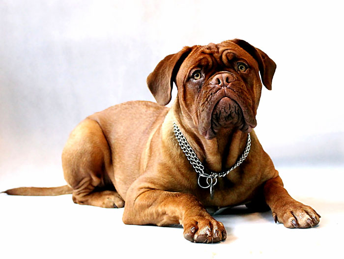 Bullmastiff