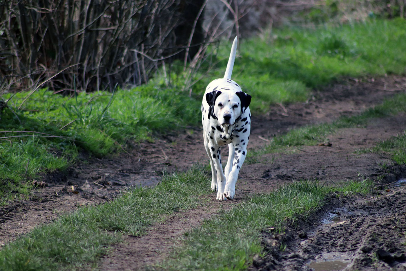 Dalmatian