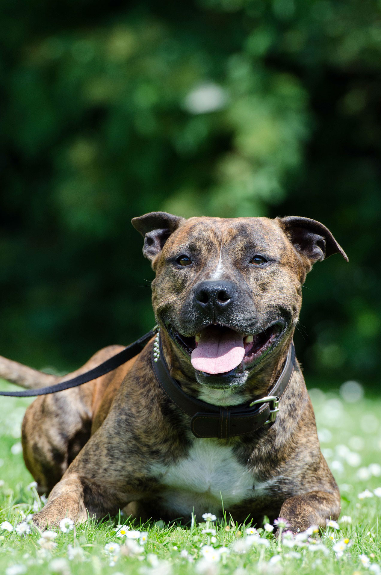 american-staffordshire-terrier