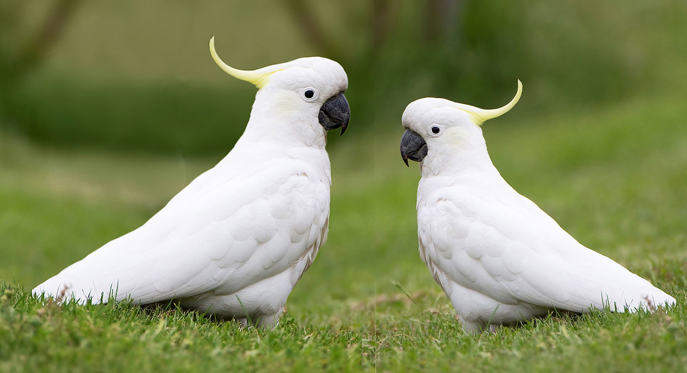 Cockatoo 