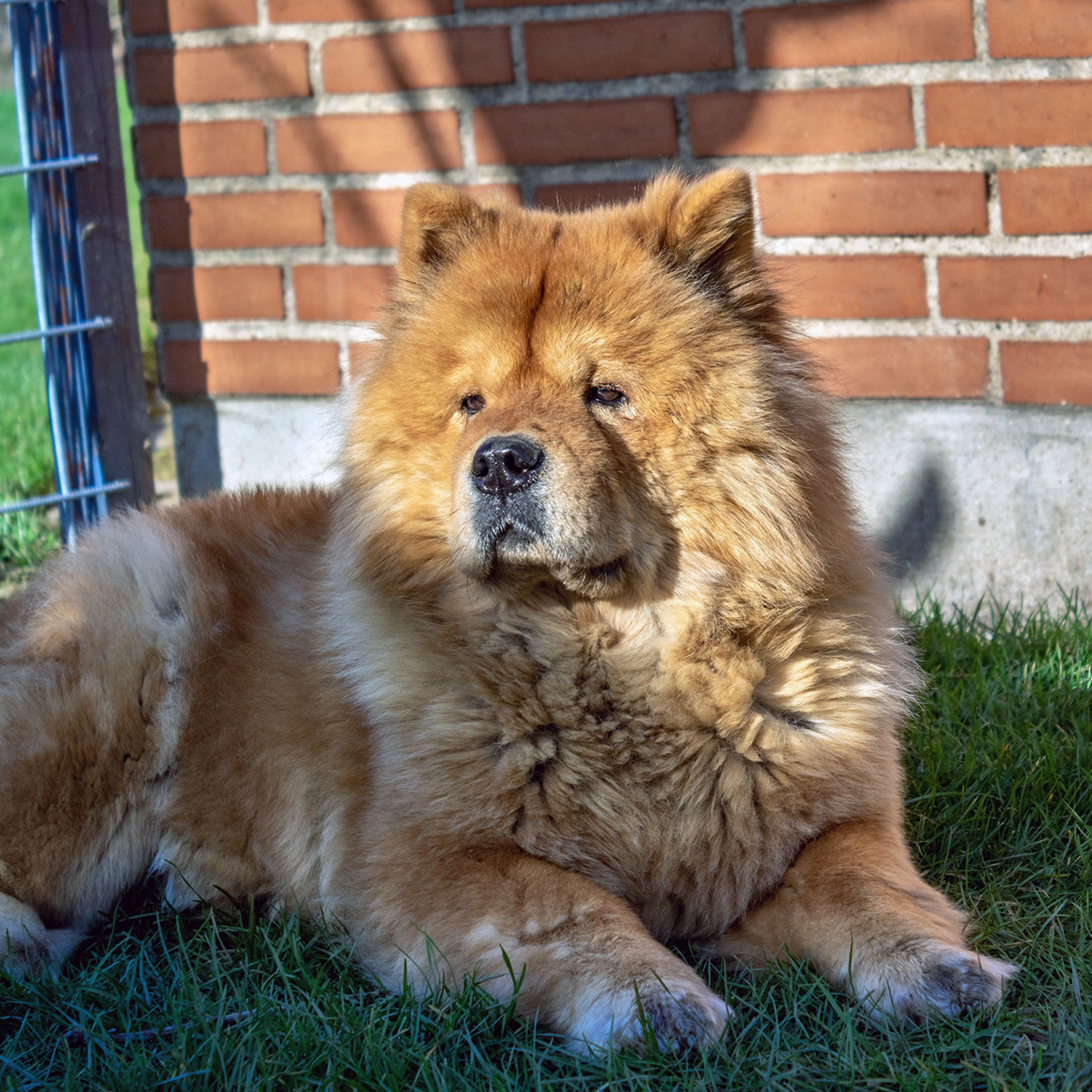 chow-chow