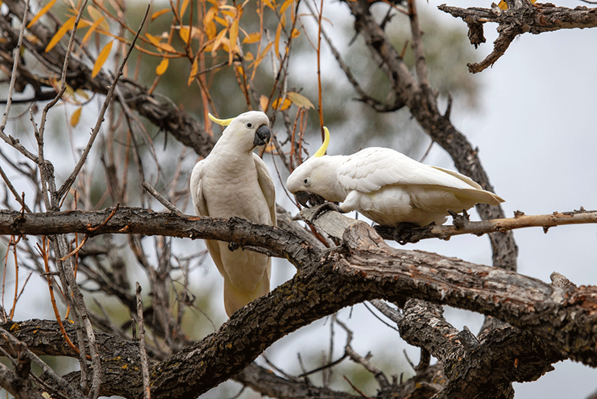 Cockatoo