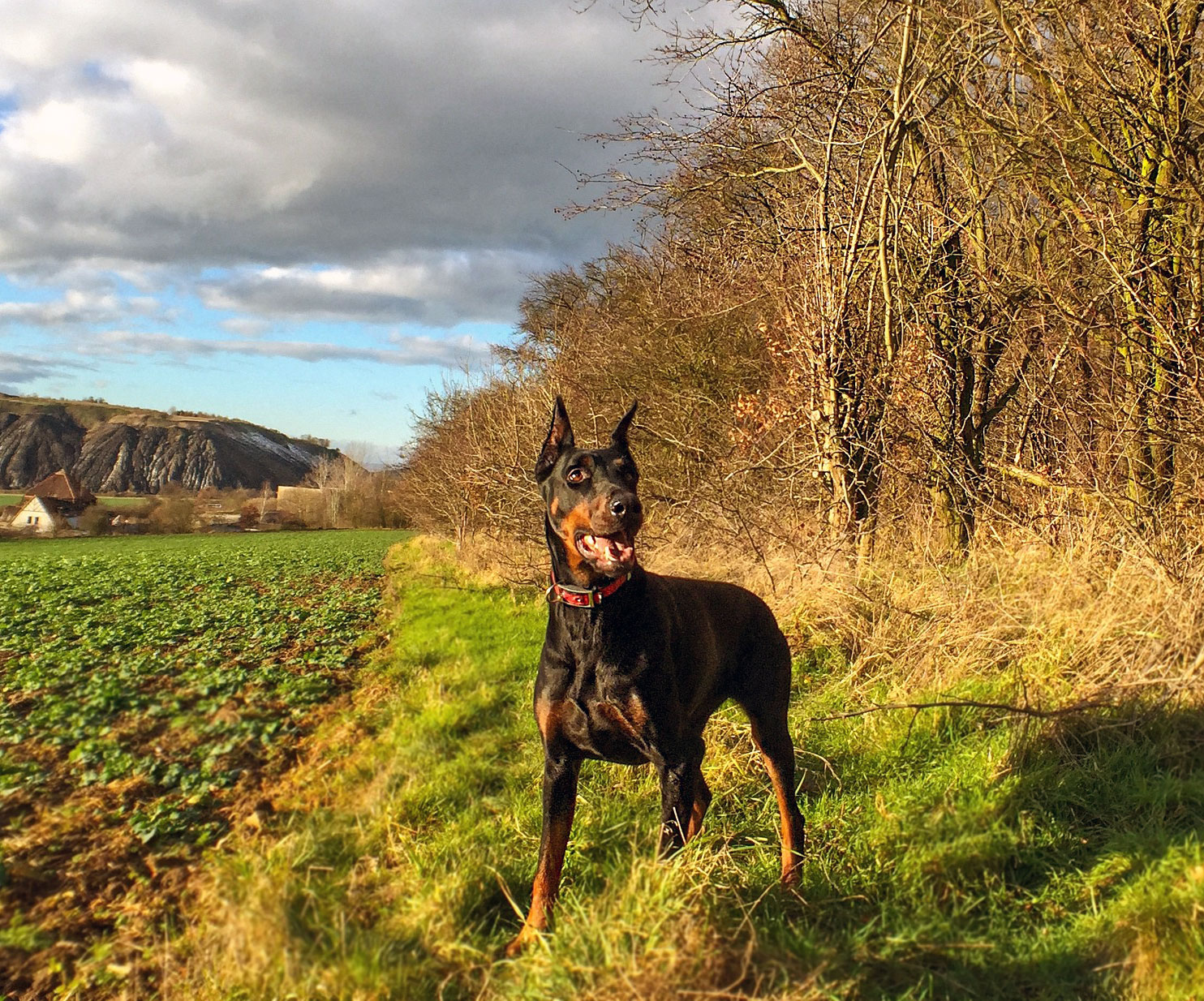 Doberman Pinscher