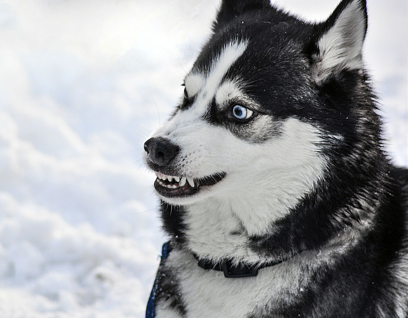 Siberian Husky