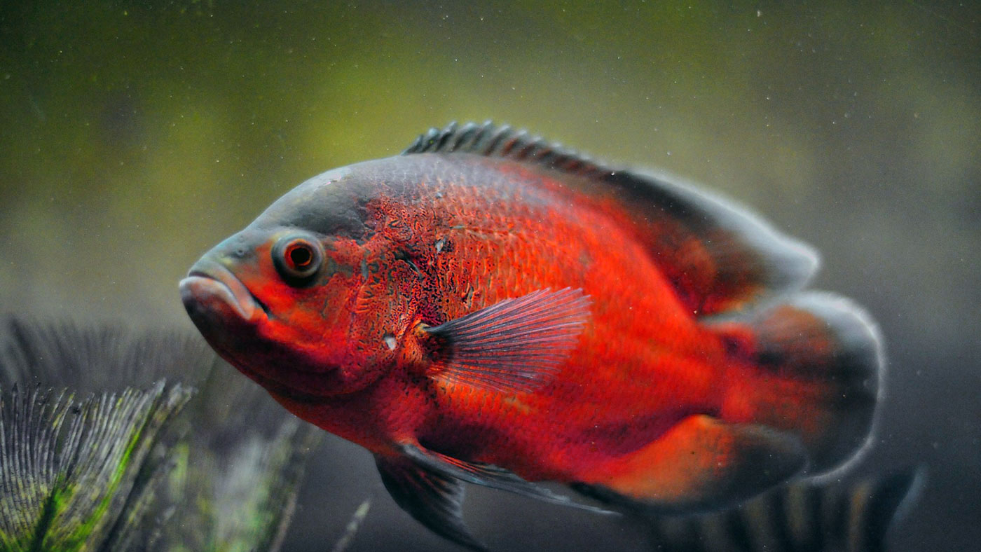 Red Oscar Fish