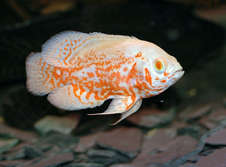 Albino Oscar Fish