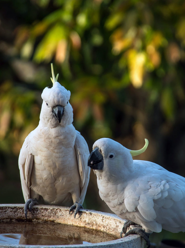 Cockatoo