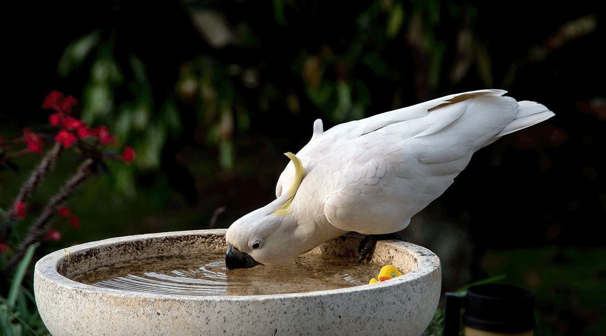 Cockatoo