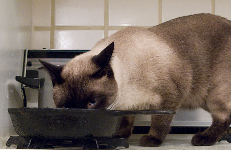 Siamese Cat | Diet of Siamese Cat