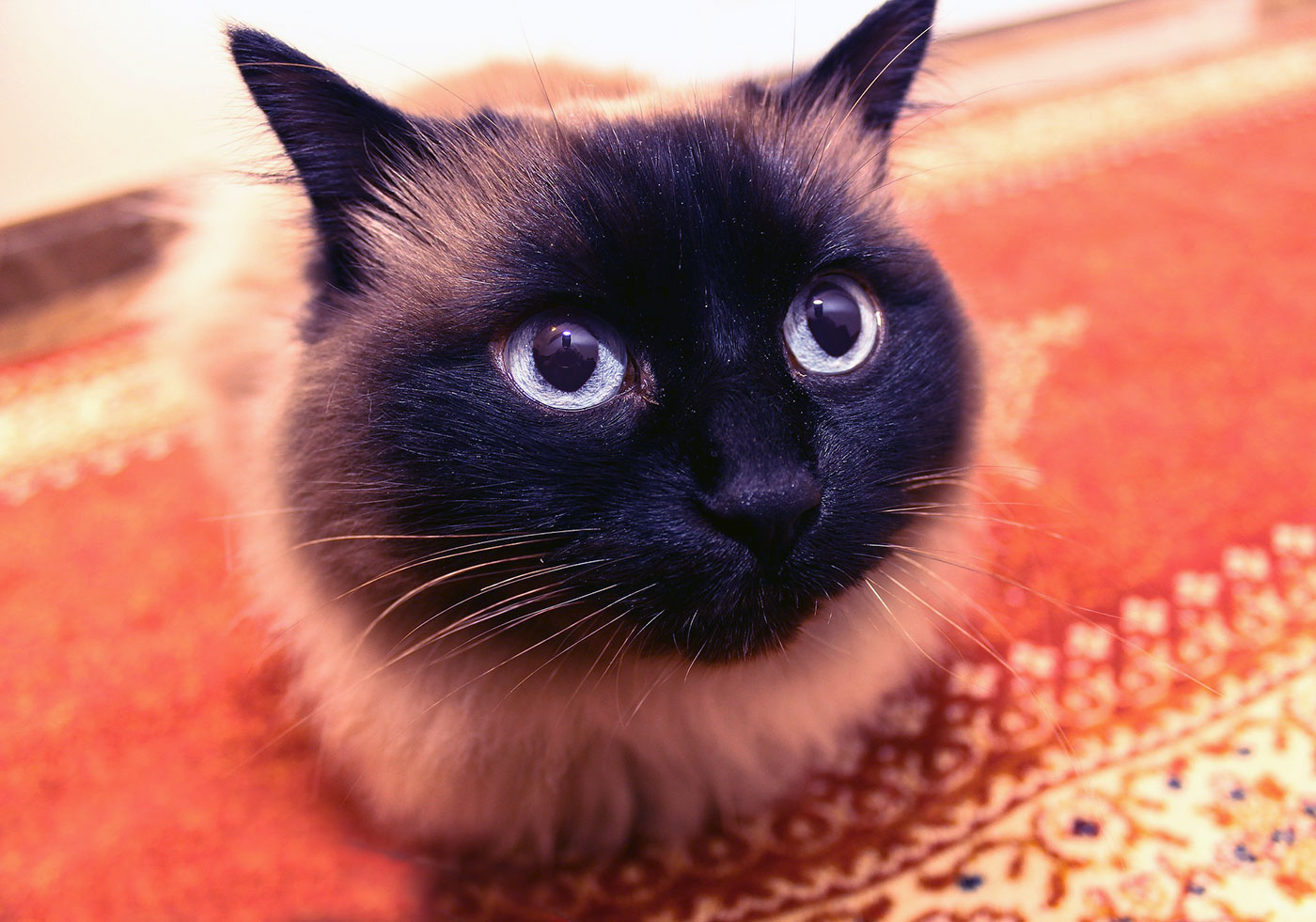 Siamese Cat