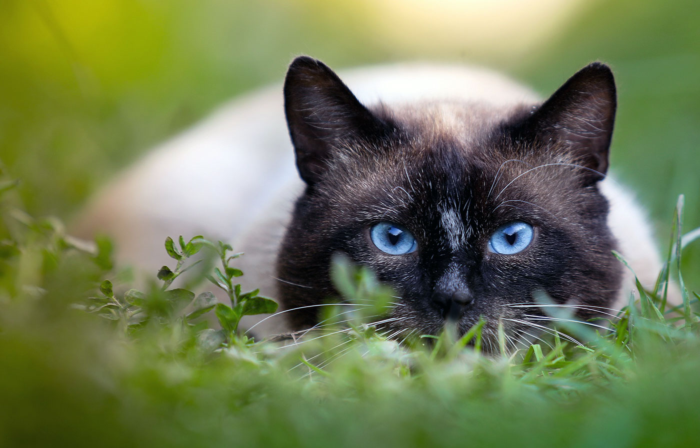 Siamese Cat grooming | The fact of Siamese Cat