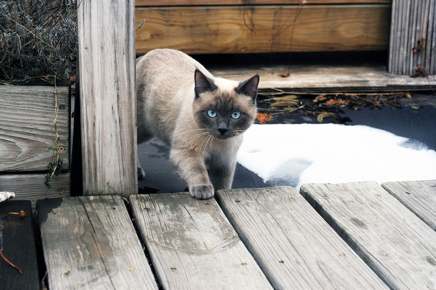 Siamese Cat