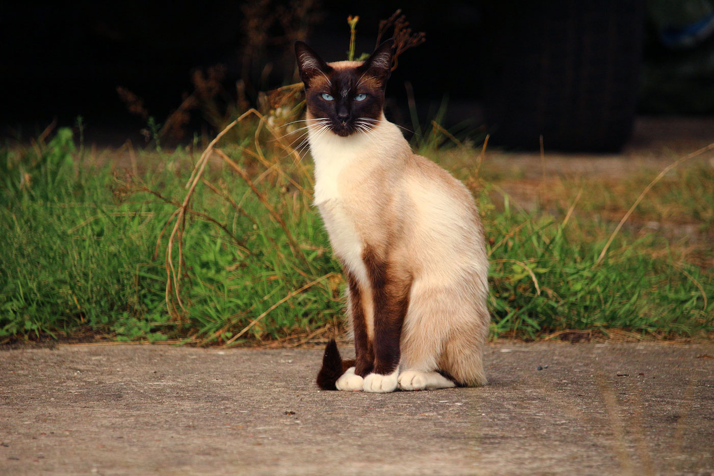 Siamese Cat