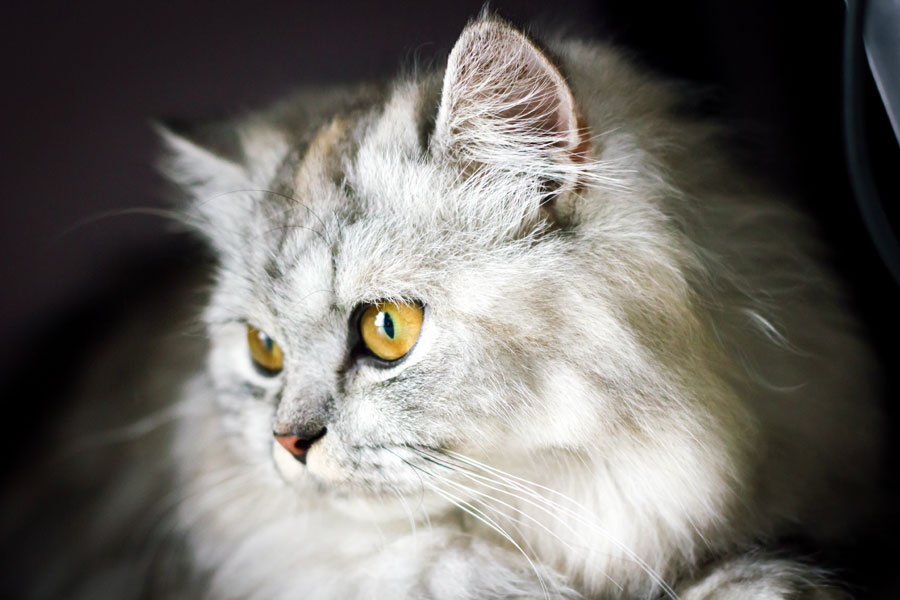 Persian cat breed information | Persian cat facts and care
