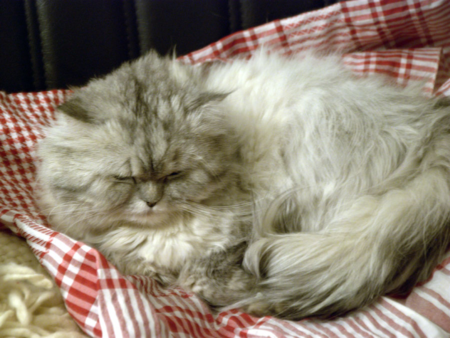 Persian cat facts and care