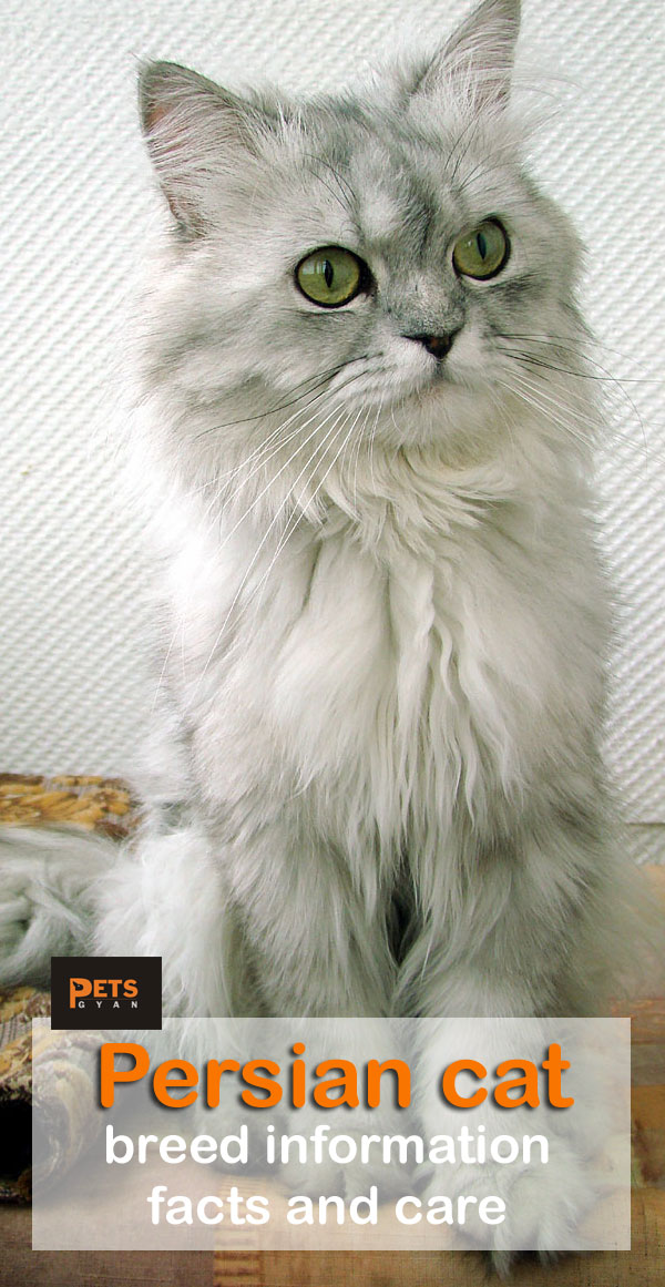 Persian cat breed information | Persian cat facts and care