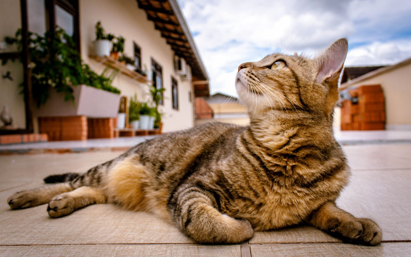 Bengal Cats