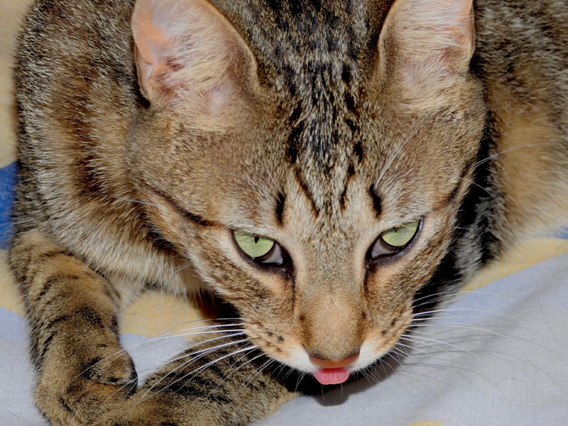 Bengal Cats | cats breed