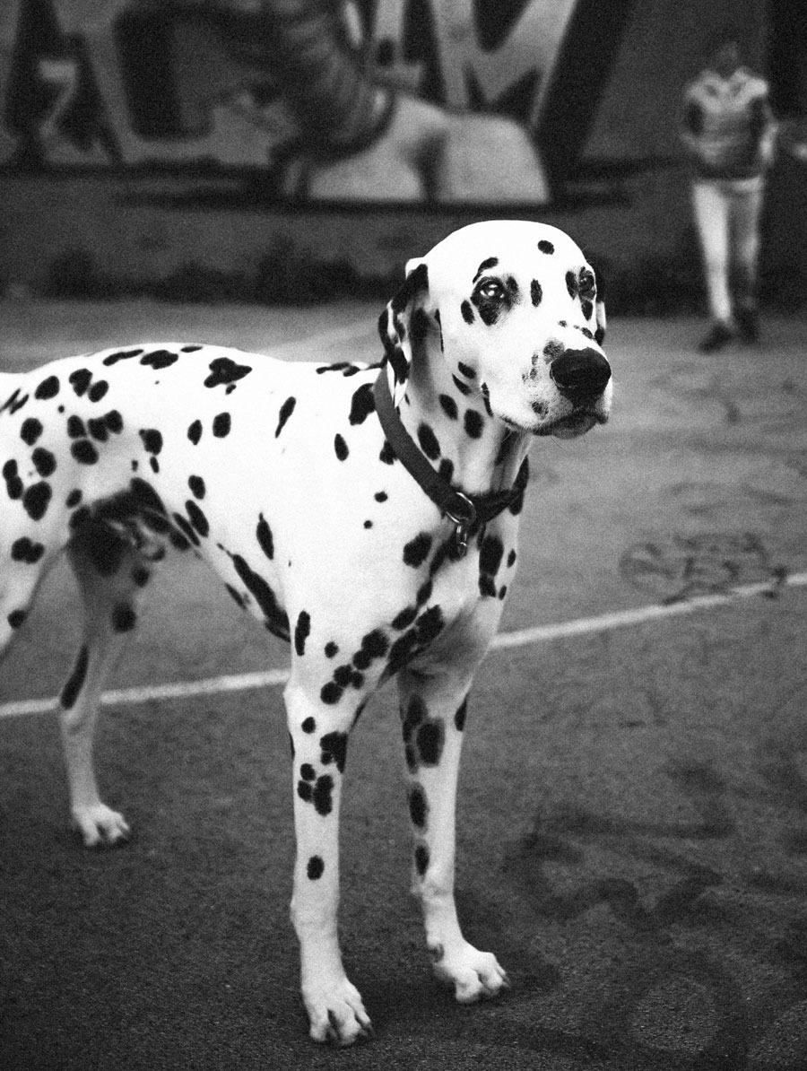 Dalmatian dog | Dals dog breed information