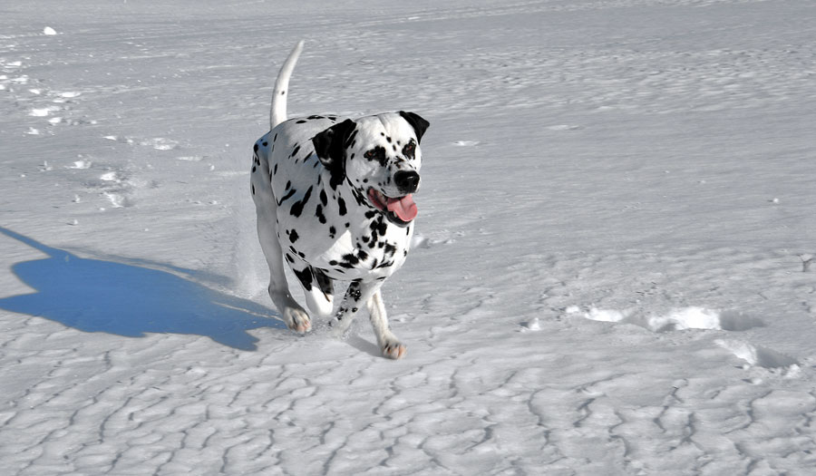 Dalmatian dog