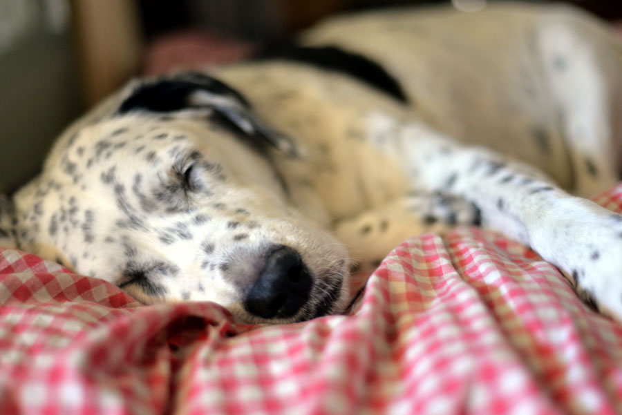 Dalmatian dog