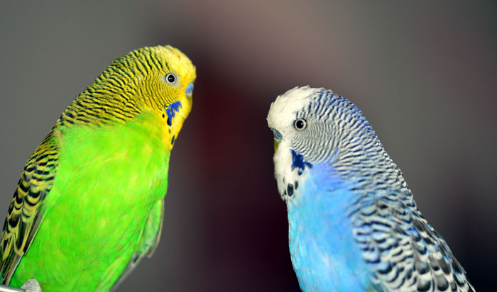 Best friendly Pet birds