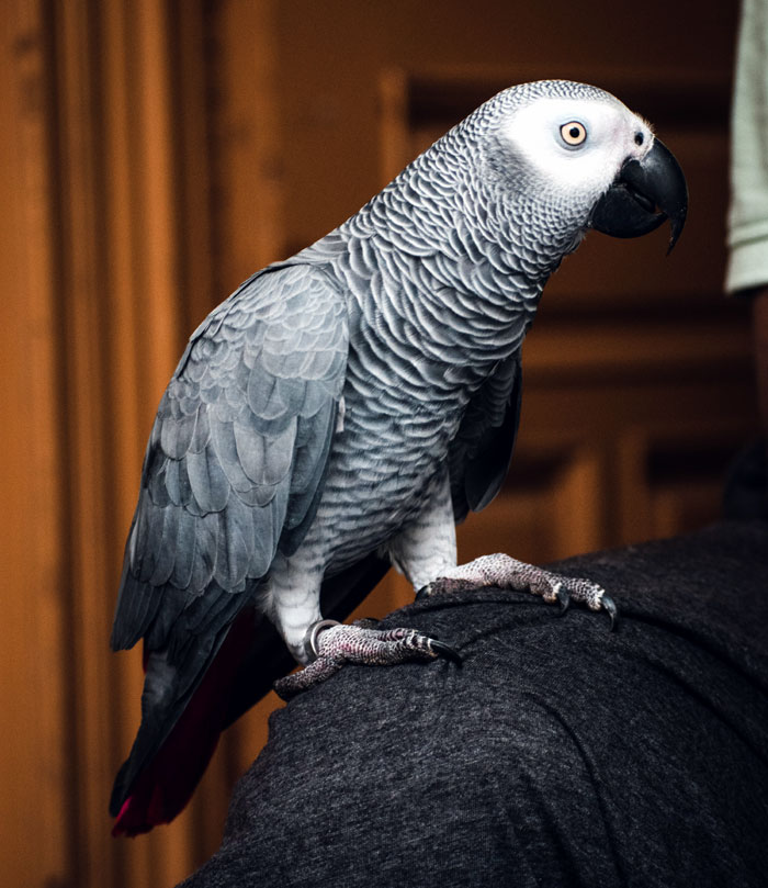 Pet birds