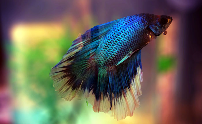 Betta Fish (Siamese Fighting Fish )