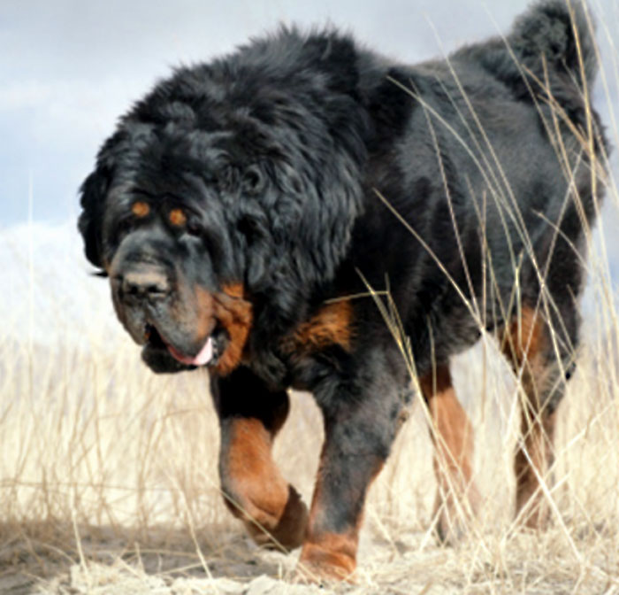 Himalayan mastiff Dog