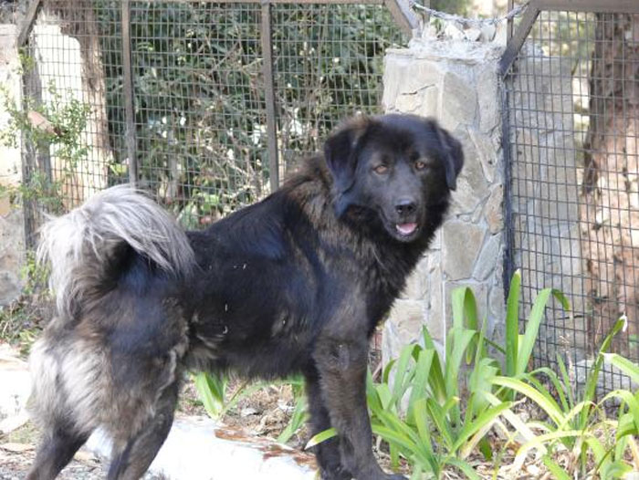 Bhutia Dogs | Himalayan sheepdogs