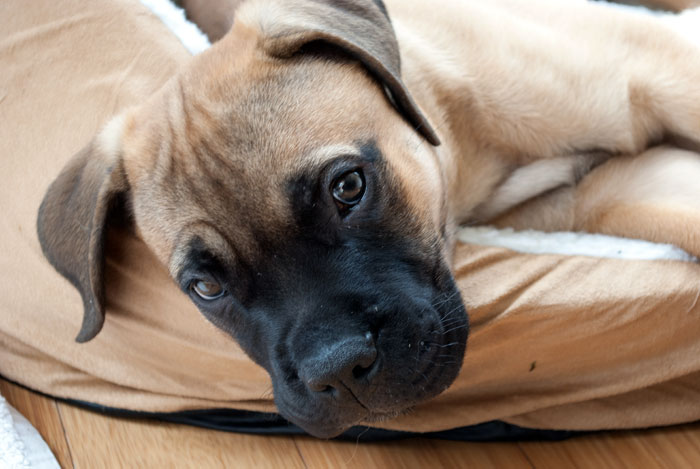 Mastiff dog care | mastiff's