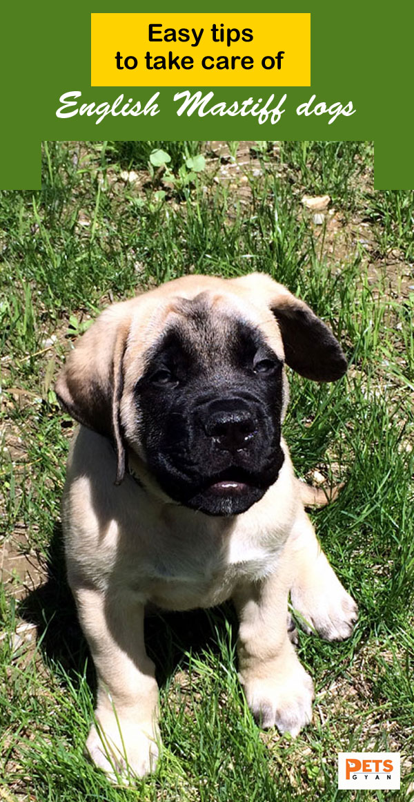 English Mastiff dogs